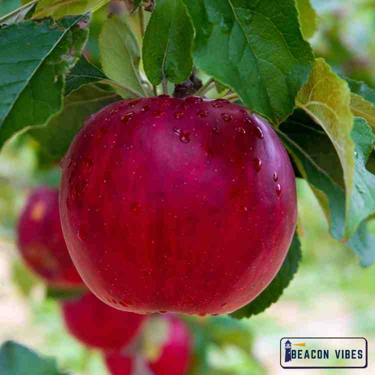 Apple Nutrition Facts: Nature's Perfect Health Companion