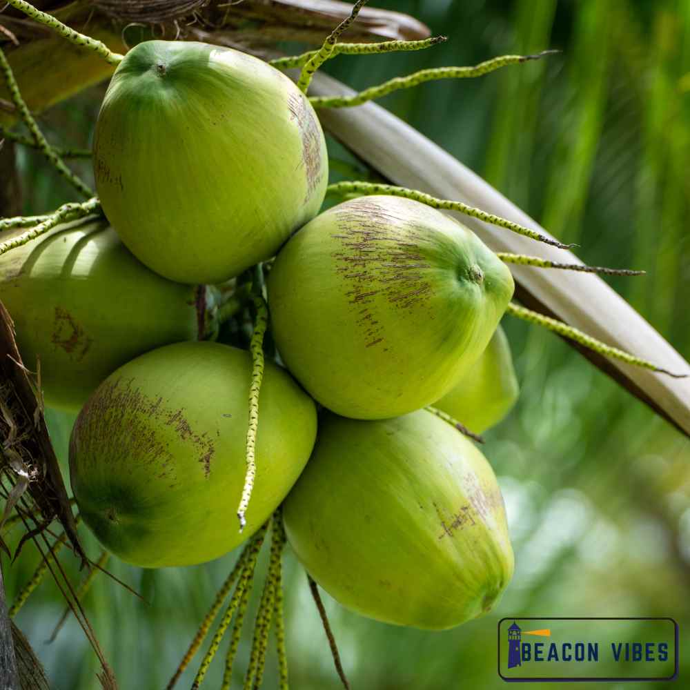 Coconut Water Nutrition Facts and Top Health Benefits You Should Know