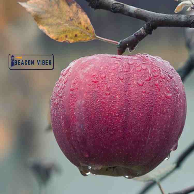 Apple Nutrition Facts: Nature's Perfect Health Companion