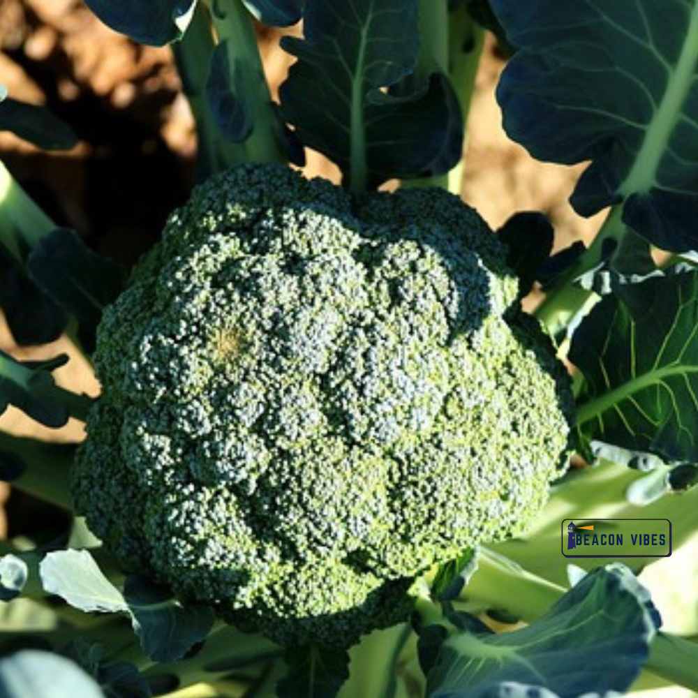 Broccoli: Nutrition Facts and Health Benefits