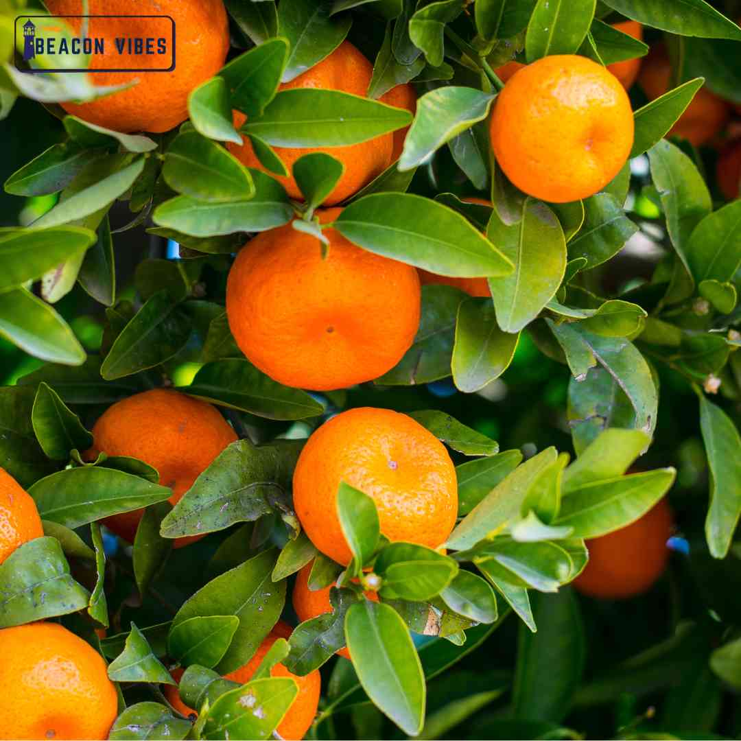 Vitamin C PowerHouse