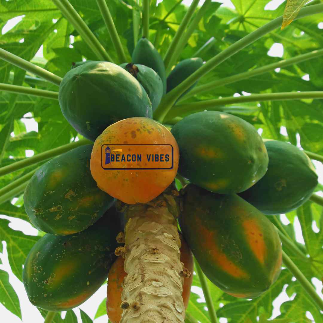 Papaya Nutrition Facts and Health Benefits