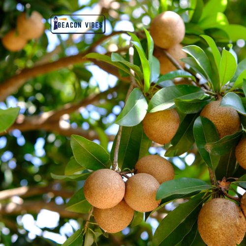 Cheeku (Sapodilla): A Sweet Fruit Packed with Big Health Benefits